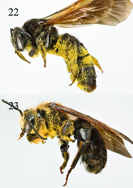 					View No. 29 (2014): Bees of the genera Dufourea and Dieunomia of Michigan (Hymenoptera: Apoidea: Halictidae), with a key to the Dufourea of the eastern United States
				