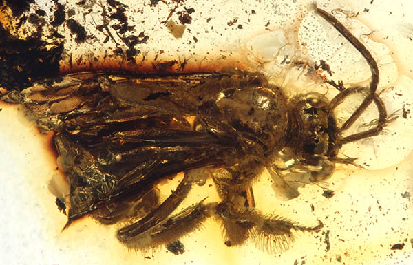 					View No. 30 (2014): The first male of the extinct bee tribe Melikertini (Hymenoptera: Apidae)
				