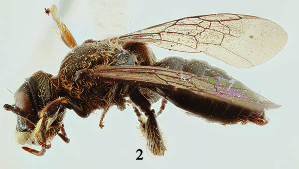 					View No. 31 (2014): A new species of Liphanthus from Peru (Hymenoptera: Andrenidae)
				