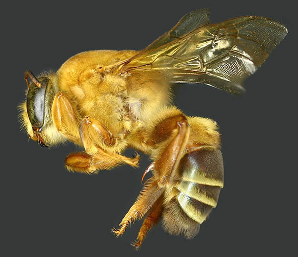 					View No. 35 (2014): A new species of Ptiloglossa from Mexico, with new records of Ptiloglossa cyaniventris from Panama and Costa Rica (Hymenoptera: Colletidae)
				