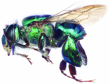 					View No. 36 (2014): Revision of the orchid bee subgenus Euglossella (Hymenoptera: Apidae), part II
				