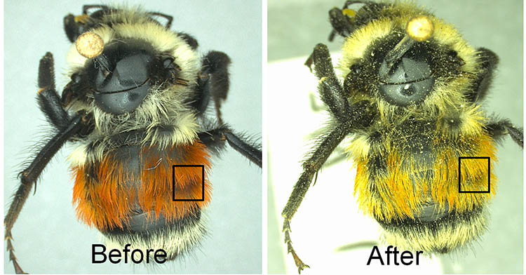 					View No. 38 (2014): The effect of photobleaching on bee (Hymenoptera: Apoidea) setae color and its implications for studying aging and behavior
				