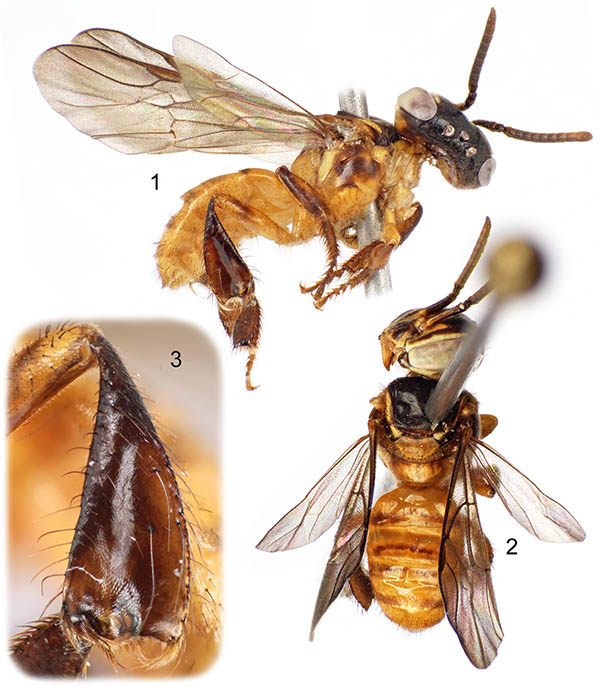 					View No. 37 (2014): A new stingless bee species of the genus Nogueirapis from Costa Rica (Hymenoptera: Apidae)
				