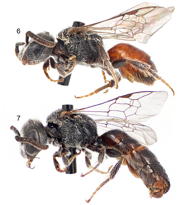 					View No. 39 (2014): First record of the cleptoparasitic bee genus Sphecodes from Puerto Rico (Hymenoptera: Halictidae)
				