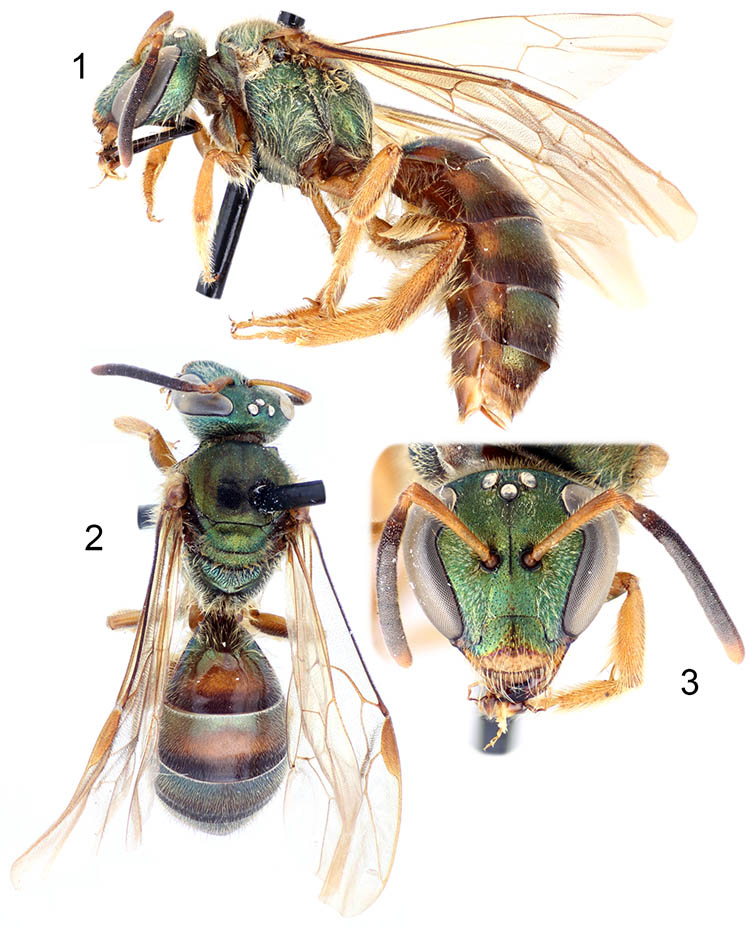 					View No. 41 (2014): Three new species of the bee genus Caenaugochlora from Central America and Colombia (Hymenoptera: Halictidae)
				