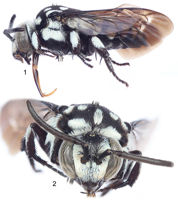 					View No. 42 (2014): A new species of Thyreus from northern Cameroon (Hymenoptera: Apidae)
				