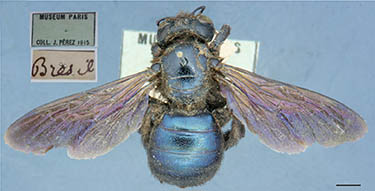 					View No. 53 (2015): A gynandromorph of Xylocopa augusti and an unusual record of X. iris from Brazil (Hymenoptera: Apidae: Xylocopini)
				