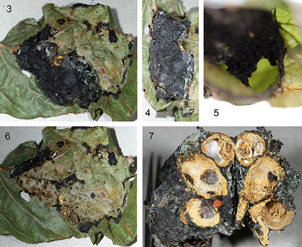 					View No. 55 (2015): Description of a nest of Euglossa heterosticta from Peru, with taxonomic notes (Hymenoptera: Apidae)
				