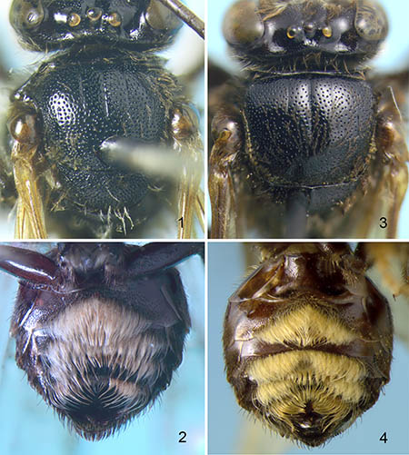 					View No. 59 (2016): First report of Monoeca in Argentina, with description of two new species (Hymenoptera: Apidae)
				