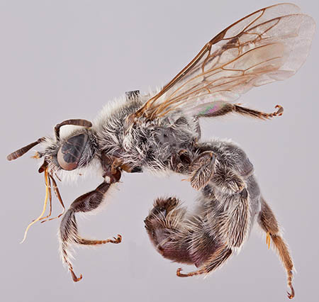 					View No. 61 (2016): A new species of Systropha from Thailand (Hymenoptera: Halictidae: Rophitinae)
				
