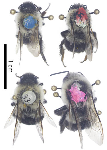 					View No. 62 (2016): Bombus impatiens (Hymenoptera: Apidae) display reduced pollen foraging behavior when marked with bee tags vs. paint
				