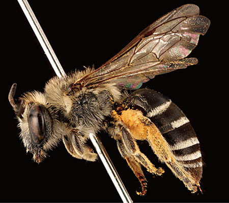 					View No. 63 (2016): Colletes jankowskyi (Hymenoptera: Colletidae) newly recorded from Japan, with some biological notes and DNA barcodes
				