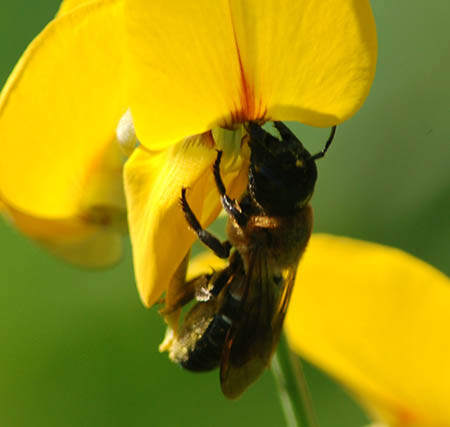 					View No. 65 (2016): Megachile sculpturalis, the giant resin bee, overcomes the blossom structure of sunn hemp (Crotalaria juncea) that impedes pollination
				