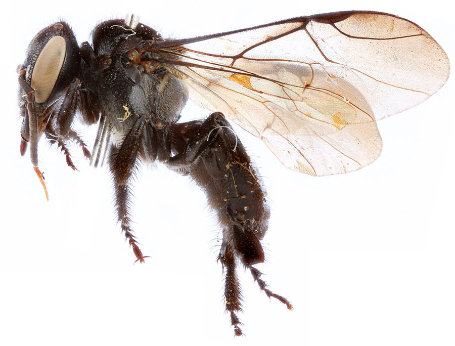 					View No. 73 (2017): A new subgenus of Heterotrigona from New Guinea (Hymenoptera: Apidae)
				