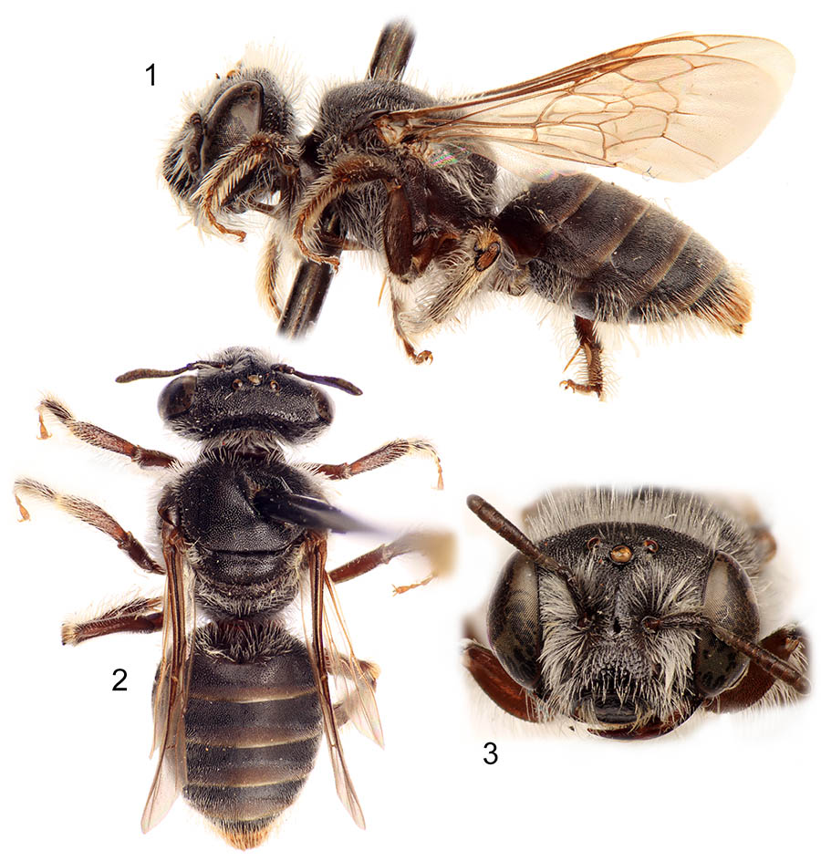 					View No. 75 (2017): A new species of Mermiglossa from Kenya, with comments on the arrangement of Old World Panurginae (Hymenoptera: Andrenidae)
				