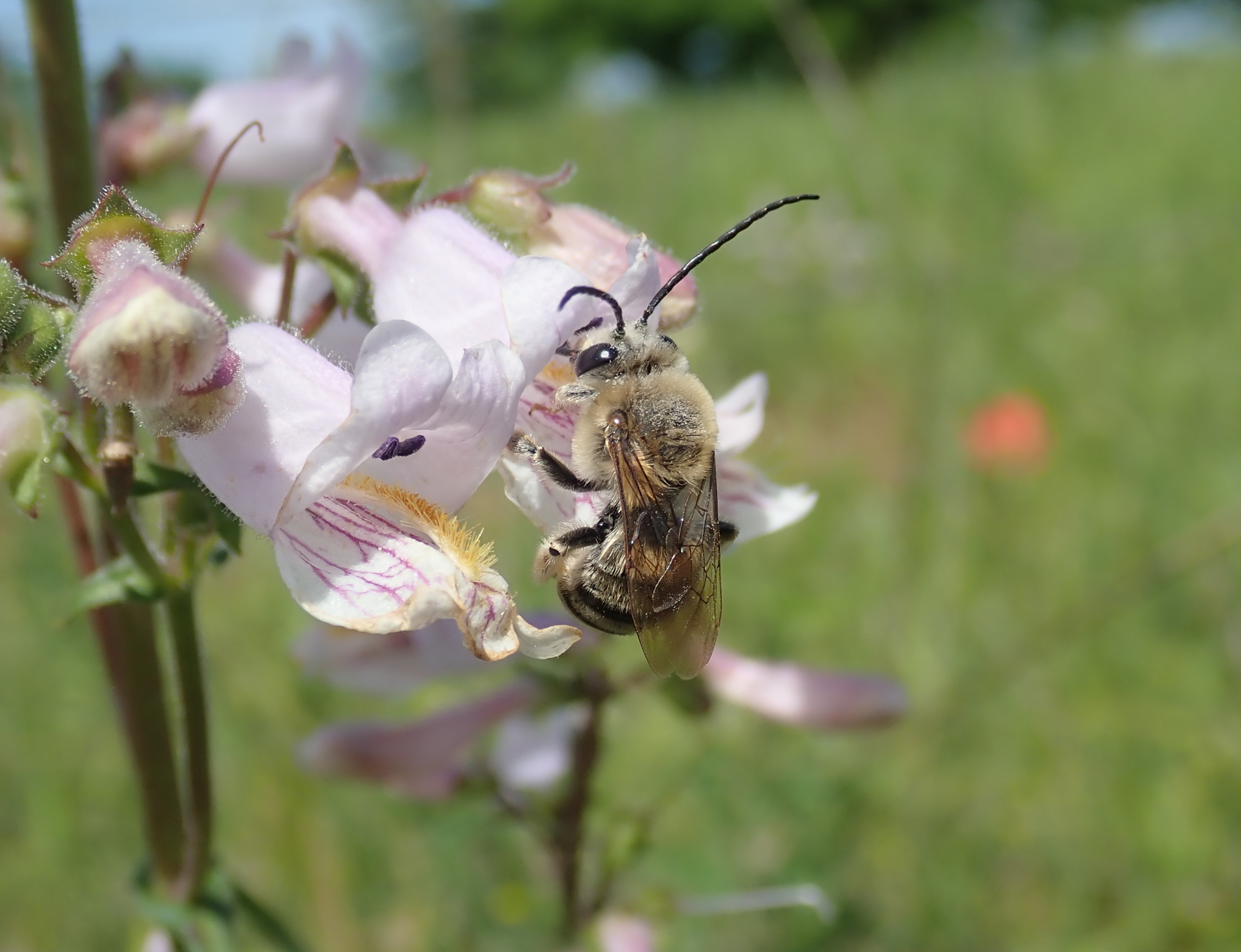 Eucera hamata