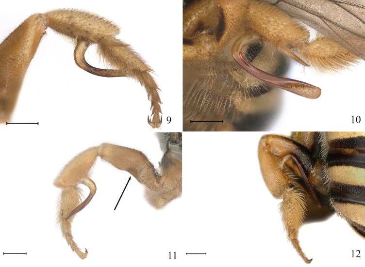 cover spur