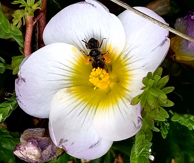 ca