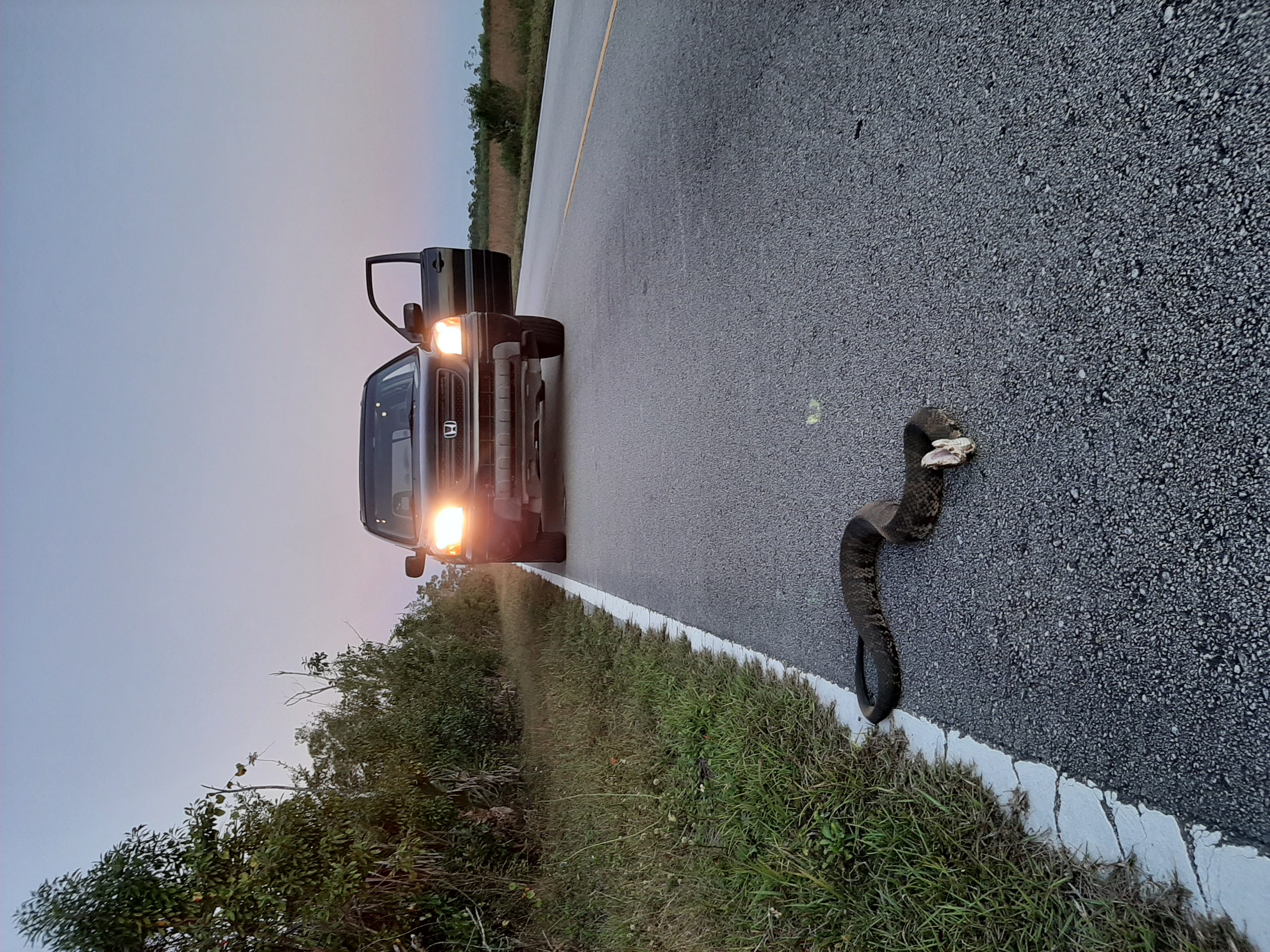 An all too frequent occurrence between wildlife and motorized vehicles, a Florida Cottonmouth, Agkistrodon conanti, encounters a vehicle in Everglades National Park. Photographed by W.E. Meshaka, Jr.