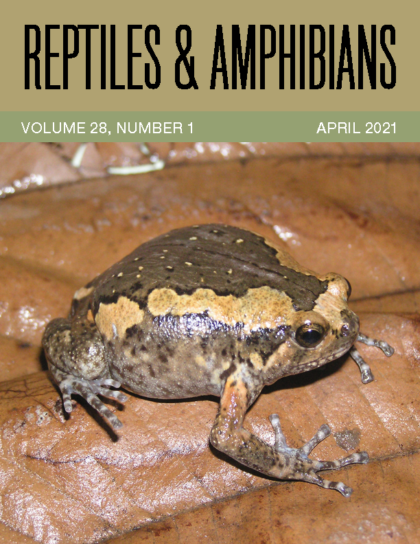 This chocolate and nougat-colored Banded Bullfrog (Kaloula pulchra) will use its coloration and various poses to  startle predators.