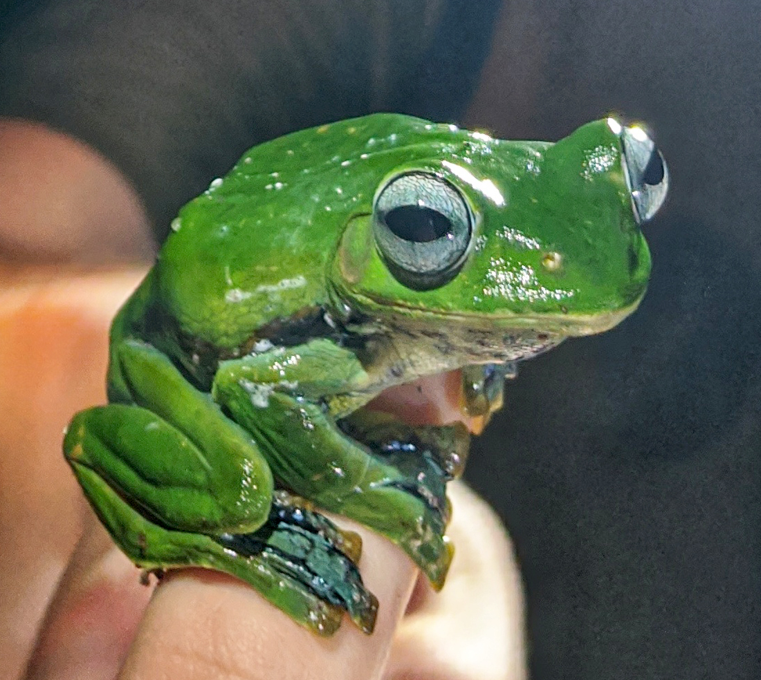 Norhayati’s Gliding Frog (Rhacophorus norhayatiae) Photograph by Ahmed Junaid
