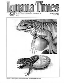 White Page with Half Tone text reading Iguana Times. Grayscale Photo depicting the Hatching of a Rhino Iguana.