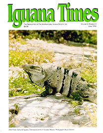 White Page with Green text reading Iguana Times. Color Photo depicting an adult male Spiny Tail iguana on a rock.