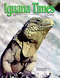 Color Photo with Green text reading Iguana Times. Photo depicts the upper two-thirds of a Male Cuban iguana from the front.