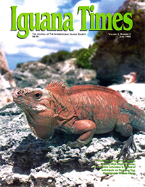 Color Photo with green text reading Iguana Times. Photo depicts a Male male San Salvador Iguana with reddish coloration on Goulding Cay.
