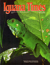 Color Photo with red text reading Iguana Times. Photo depicts a young green Iguana Iguana on a green leaf.