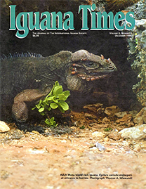 Color Photo with teal text reading Iguana Times. Photo depicts an adult Mona Island rock Iguana at entrance to burrow.