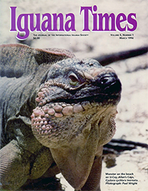 Color Photo with purple text reading Iguana Times. Photo depicts a large Iguana on the beach on U-Cay, Allan’s Cays.