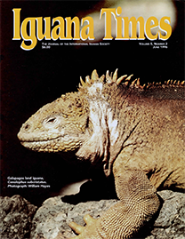 Color Photo with yellow text reading Iguana Times. Photo depicts a Galapagos land iguana on a rock.