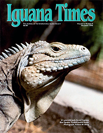 Color Photo with teal text reading Iguana Times. Photo depicts a six and a half year-old male Grand Cayman Blue Iguana.