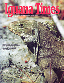 Color Photo with red text reading Iguana Times. Photo depicts an adult female West Indian Rock Iguana on Booby Cay in the Bahamas.