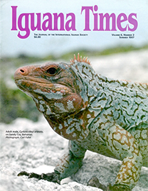 Color Photo with purple text reading Iguana Times. Photo depicts an adult male Cyclura Rileyi Cristata on Sandy Cay in the Bahamas. He has red and blue patterned scales.