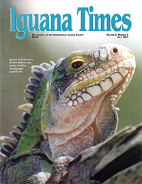 Color Photo with teal text reading Iguana Times. Photo depicts an Iguana Delicatissima at Sint Martin Zoo, Lesser Antilles. It is vibrant green with a cream colored underbelly.