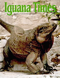 Color Photo with green text reading Iguana Times. Photo depicts a full body shot of an adult female Stout Iguana at Guana Island of the British Virgin Islands. She is large and muscular with dark brown and black scales.