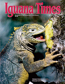 Color Photo with red text reading Iguana Times. Photo depicts a Glapagos land Iguana feeding on Puntia Cactus. It has rich yellow and dark green scales.