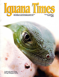 Color Photo with yellow text reading Iguana Times. Photo depicts an up close shot of the hatching of a green iguana in captivity. He has smooth, silvery green scales.