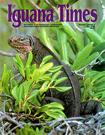 Color Photo with purple text reading Iguana Times. Photo depicts an Exuma Island Iguana on Gaulin Cay, Bahamas. He is seen perched in foliage and has red and gray-green scales.