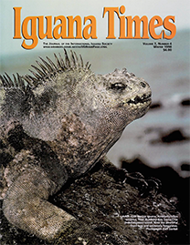 Color Photo with orange text reading Iguana Times. Photo depicts an adult male Marine Iguana from Academy Bay, Santa Cruz Island. He has striking, mottled Black and cream coloring as well as powerful front legs and extremely long claws.