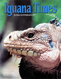 Color Photo with blue text reading Iguana Times. Photo depicts an adult male Lesser Antillean Iguana on Sint Eustatius, Netherlands Antilles. It shows a close up shot of his face, which is covered in pale pink scales.