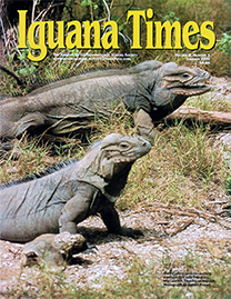 Color Photo with yellow text reading Iguana Times. Photo depicts a male Cyclura cornuta courting a female in the grass on Isla Cabritos, Dominican Republic.