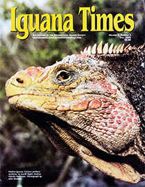 Color Photo with yellow text reading Iguana Times. Photo depicts an Andros Iguana on South Bight, Andros Islands, Bahamas. It is a close up shot of the face, with is covered in yellow scales that are brushed in a vibrant blood-orange pink.