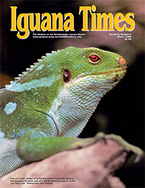 Color Photo with yellow text reading Iguana Times. Photo depicts a brilliantly-colored Fiji Banded Iguana, part of a special breeding program at the San Diego Zoo. He is bright, lime green with patterns in robin’s egg blue and a piercing red eye.