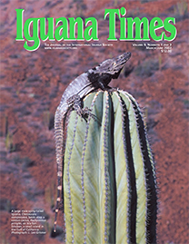 Color Photo with green text reading Iguana Times. Photo depicts a large male spiny-tailed iguana basking atop a cartoon cactus on Isla San Esteban in the Gulf of California. He is sleek and gray with pinky yellow rings going down his tail.