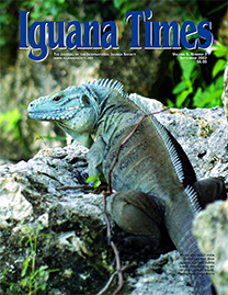 Color Photo with blue text reading Iguana Times. Photo depicts a rare, adult male Grand Cayman Blue Iguana free-ranging on Grand Cayman Island. He is a striking teal color with a bright red eye.