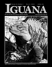 Black Page with gray text reading Iguana. Photo depicts a large, muscular Ricord’s Iguana in grayscale.
