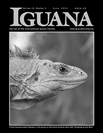 Black Page with gray text reading Iguana. Grayscale photo depicts a male Swamper Iguana on Utila Island, Honduras. He has a slim, arrow-shaped face that enters the frame from the left.